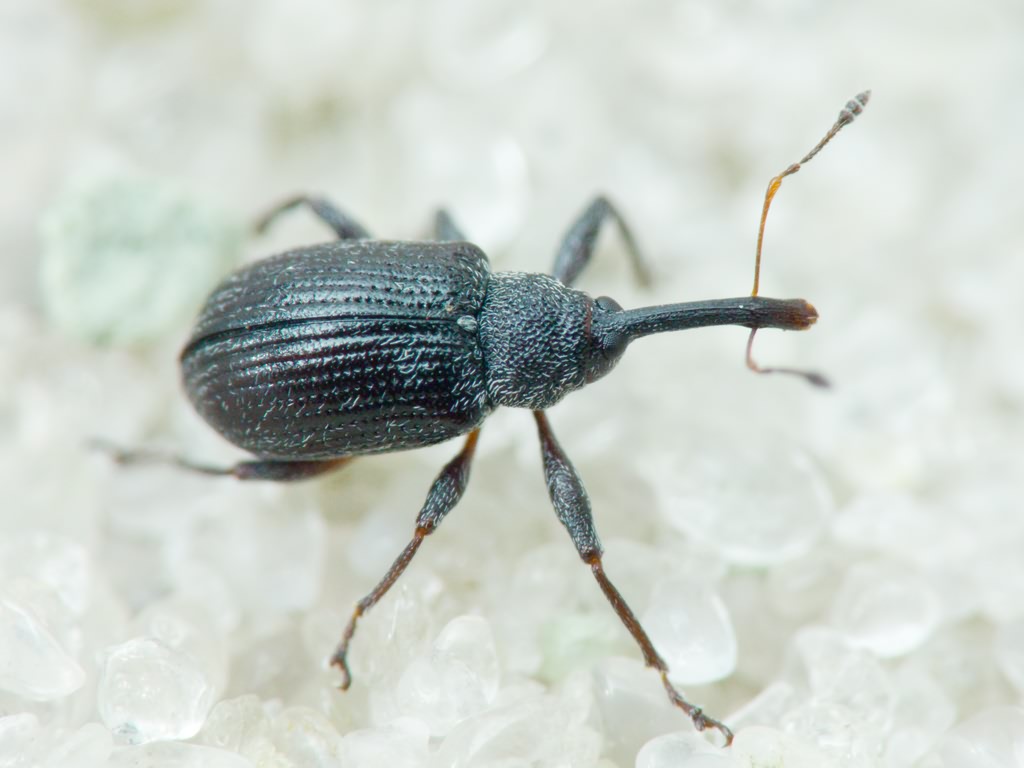 Anthonomus (Anthonomus) rubi (Herbst, 1795)